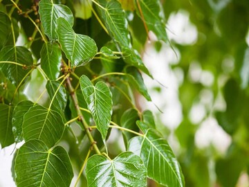 ভ্যানিশ হবে ধার-দেনা-অভাব-অনটন! মাত্র ১রাত বালিশের নীচে 'এইভাবে' রাখুন 'এই' পাতা