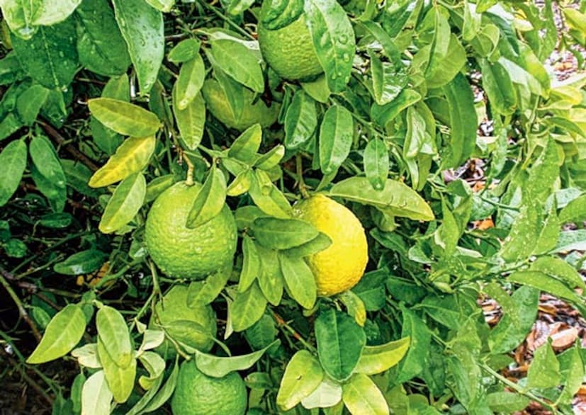 লেবু গাছ- লেবু গাছ এমন একটি গাছ যেখানে সাপ থাকতে পছন্দ করে৷ সম্ভবত এটি এই কারণে যে এই টক ফলটি পোকামাকড়, ইঁদুর এবং পাখিরা খেয়ে থাকে । সাপও তাদের শিকারের জন্য এখানে ঘোরাফেরা করে। আপনার  বাগানে যদি লেবু গাছ থাকে তাহলে সেদিকে নজর রাখুন।