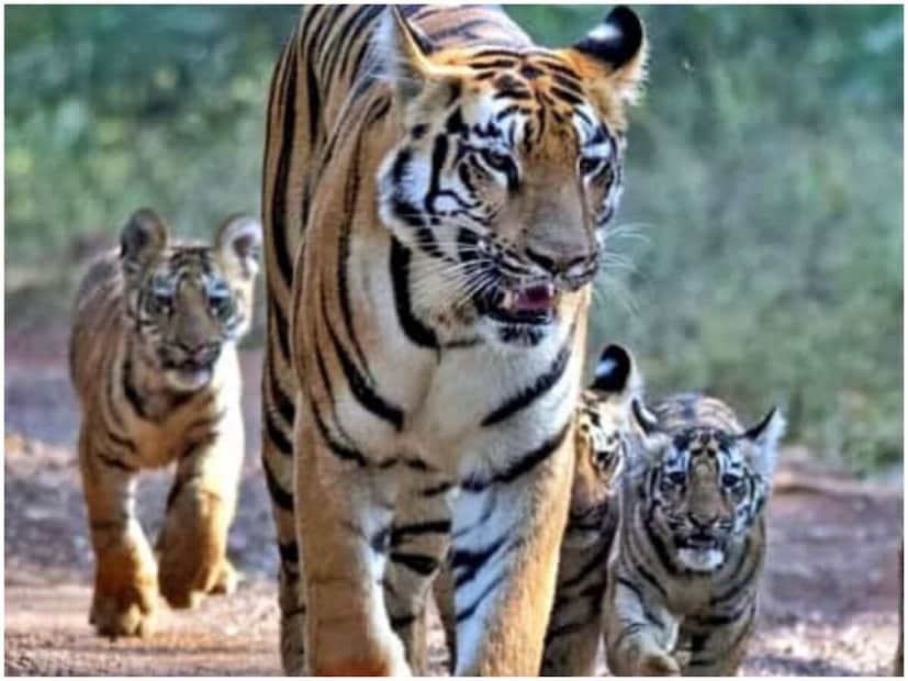 বাঘ ও সিংহের প্রধান খাবার মাংস। বাঘ হল মাংসাশী শিকারী এবং প্রাথমিকভাবে এরা সাধারণত মহিষ, হরিন, বন্য শূকর, বানর, বড় পাখি, বড় মাছ শিকার করে থাকে। 