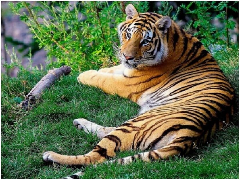 এটি অনুমান করা হয় যে প্রতি বাঘ প্রতি বছর প্রায় ৫০টি বা তার বেশি হরিণ আকারের প্রাণী খায়। অর্থাৎ প্রতি সপ্তাহে প্রায় একটি করে হরিণ খেয়ে থাকে।