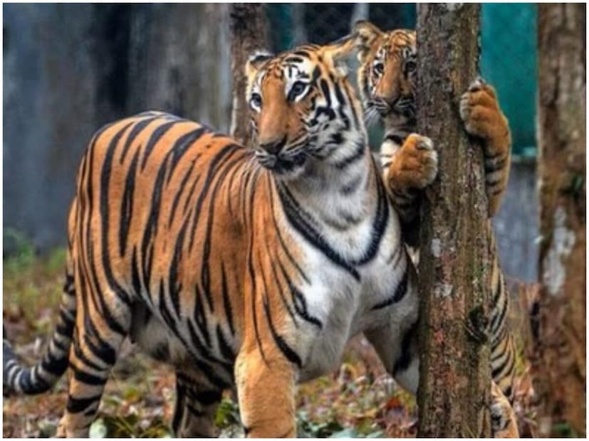 তবে বাঘ একবারে কতটা মাংসা খেতে পারে জানলে তা অবাক করার মত। বিশেষজ্ঞদের মতে, একটি প্রাপ্ত বয়স্ক বাঘ একবারে ৮৮ পাউন্ড মাংস খেতে পারে।