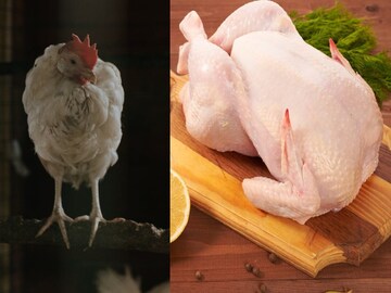 ২৭০ টাকা কেজি! মুরগীর মাংসের দামে সর্বকালীন রেকর্ড! চিকেন এত দামি হচ্ছে কেন? ২৭০ টাকা কেজি! মুরগীর মাংসের দামে সর্বকালীন রেকর্ড! চিকেন এত দামি হচ্ছে কেন?