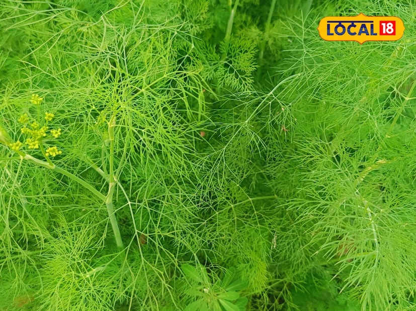 বিশেষজ্ঞদের মতে, আপনি যদি নিয়মিত সয়া শাক খান তাহলে অনেক ওষুধ বিষূধ খাওয়া থেকে ছুটি পাবেন নিঃসন্দেহে। কারণ এই শাকের পুষ্টিগুণ অনেক রোগ নিরাময় করে একইসঙ্গে।