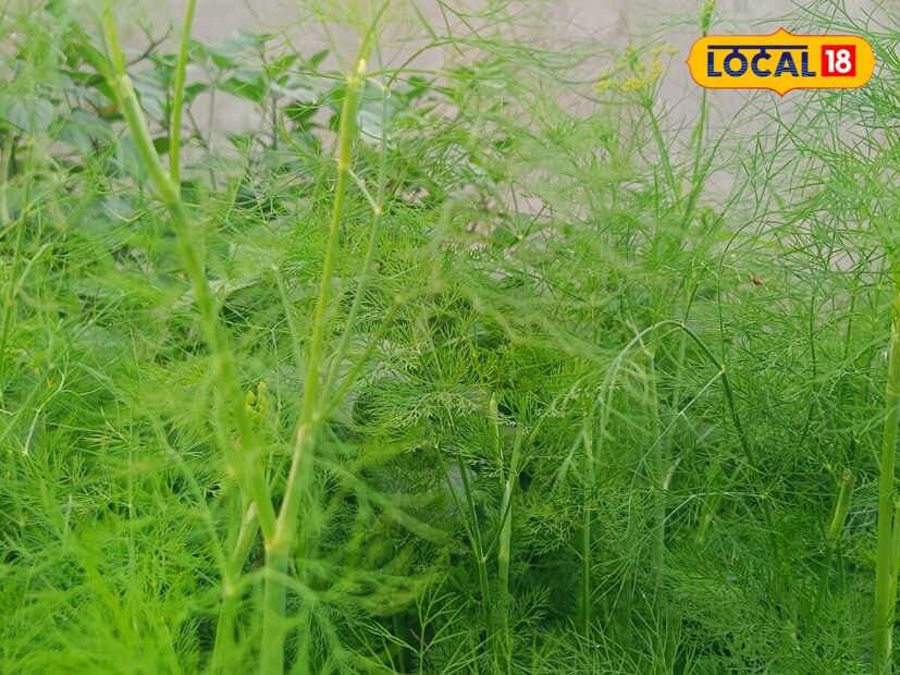 ক্যালসিয়াম সমৃদ্ধ এই শাক হাড় মজবুত করতেও বেশ উপকারী। এতে উপস্থিত আয়রন মহিলাদের রক্তাল্পতা দূর করে। আপনি এটি স্যালাড, রান্না করা শুকনো শাকসবজি বা স্যুপ হিসেবেও খেতে পারেন। তাতে এই শাকের উপকার দ্বিগুণ হবে।