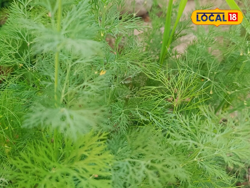 নিয়ামতপুরের কৃষি বিজ্ঞান কেন্দ্রের গার্হস্থ্য বিজ্ঞানী ডক্টর বিদ্যা গুপ্তা বলেন, এই শাকটি অ্যান্টি-অক্সিডেন্টেও ভরপুর। এটি অনেক সমস্যা থেকে মুক্তি দিতেও সহায়ক।