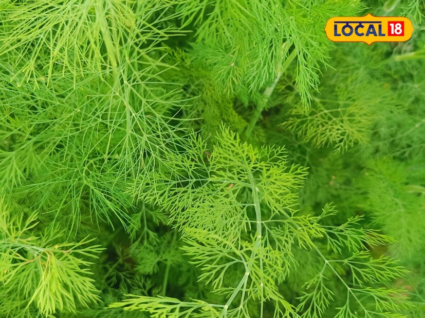 অনিদ্রা এবং মানসিক অবসাদে ভুগলে নিয়মিত খেতে হবে এই 'বিশেষ শাক'। আশ্চর্য জাদুকরী ক্ষমতা এই শাকের। ম্যাজিকের মতোই কাটবে অবসাদ, মন খারাপ। চোখের নিমেষে নেমে আসবে ঘুম।