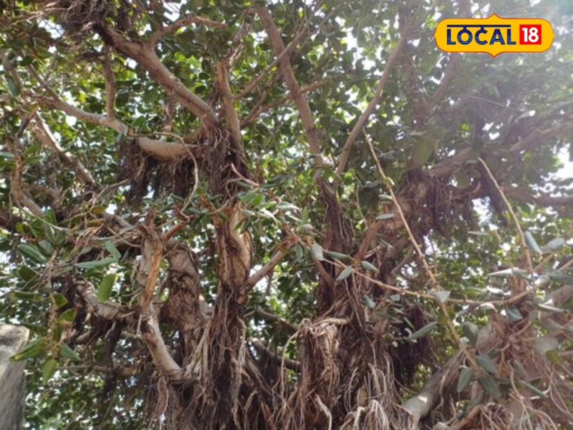 *আমাদের চারপাশে অনেক গাছ-গাছালি মেলে, যা ঔষধি গুণে ভরপুর। তার মধ্যে বটগাছও একটি। এই গাছের দুধে অ্যান্টি-ব্যাকটেরিয়াল, অ্যান্টি-ইনফ্লেমেটরি এবং অ্যান্টি-ফাঙ্গাল বৈশিষ্ট্য রয়েছে। সংগৃহীত ছবি। 