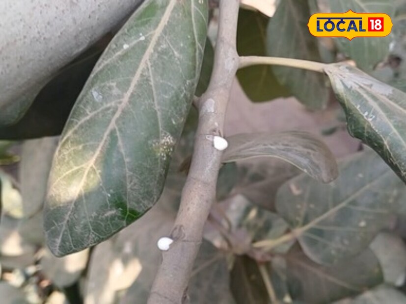 *আয়ুর্বেদিক চিকিৎসক চন্দ্রপ্রকাশ দীক্ষিত বলেন, বটগাছ আমাদের সংস্কৃতিতে শ্রদ্ধার। ঔষধি গুণেও পরিপূর্ণ এই গাছের দুধ। সংগৃহীত ছবি।
