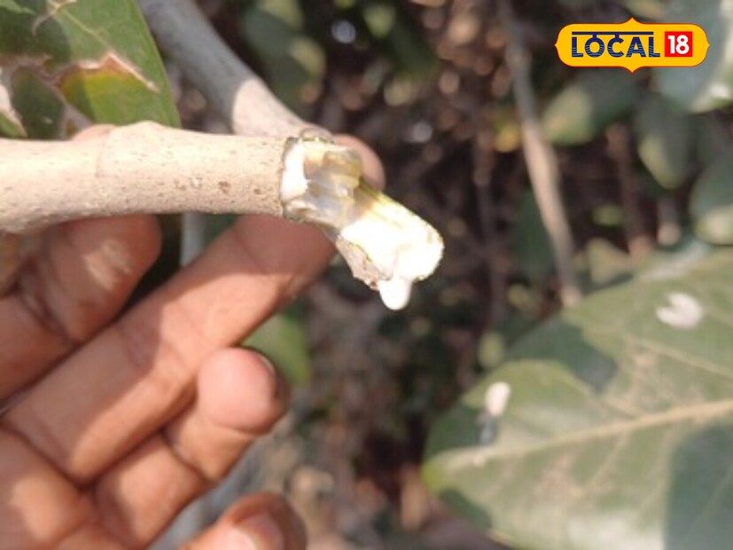 *এই গাছের দুধ ব্যবহার করলে ত্বকের অ্যালার্জি থেকে মুক্তি পাওয়া যায়। সংগৃহীত ছবি। 