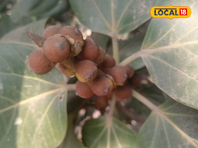 *ফোঁড়া, ব্রণ, ব্রণ, দাদ, চুলকানি, ক্ষত এবং জ্বালাপোড়ার মতো ত্বক সম্পর্কিত সমস্যাগুলির জন্য এই গাছের দুধ অত্যন্ত উপকারী বলে মনে করা হয়। সংগৃহীত ছবি। 
