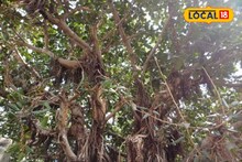 অলিতে-গলিতে থাকে ছাতার মতো, 'এই' গাছের দুধ সর্বরোগহরা, গাঁটে ব্যথাকে করে ভ্যানিশ