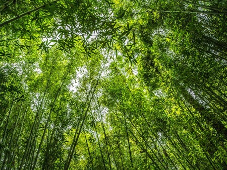 Bamboo Amazing Facts: বাঁশ আদৌ গাছই নয়...! তাহলে এটি কী বলুন তো, চমকে  যাবেন উত্তরে, বাঁশঝাড়েই এত রহস্য লুকিয়ে...! Amazing facts about bamboo  grass fact check do you know about them –