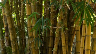 বাঁশ এমন একটি ঘাস যা নিজের ক্ষত নিজেই সারাতে পারে। বাঁশ কাটলেই নিজে নিজে তা বাড়তে শুরু করে। এর কাছাকাছি একটি ছোট ডাল কাটা হলে তার নতুন পাতা গজাতে শুরু করে। খুব বেশি কাটা হলে এটি দ্রুত বৃদ্ধি পায়। 