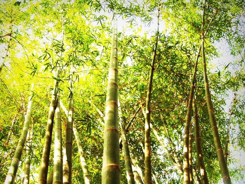 বাঁশ সম্পর্কে লোকেরা যে সবচেয়ে জনপ্রিয় জিনিসটি জানে তা হল এটি খুব দ্রুত বৃদ্ধি পায়। অনেক প্রজাতির বাঁশ আছে যা এক ঘণ্টায় দেড় ইঞ্চি পর্যন্ত বড় হয়। 