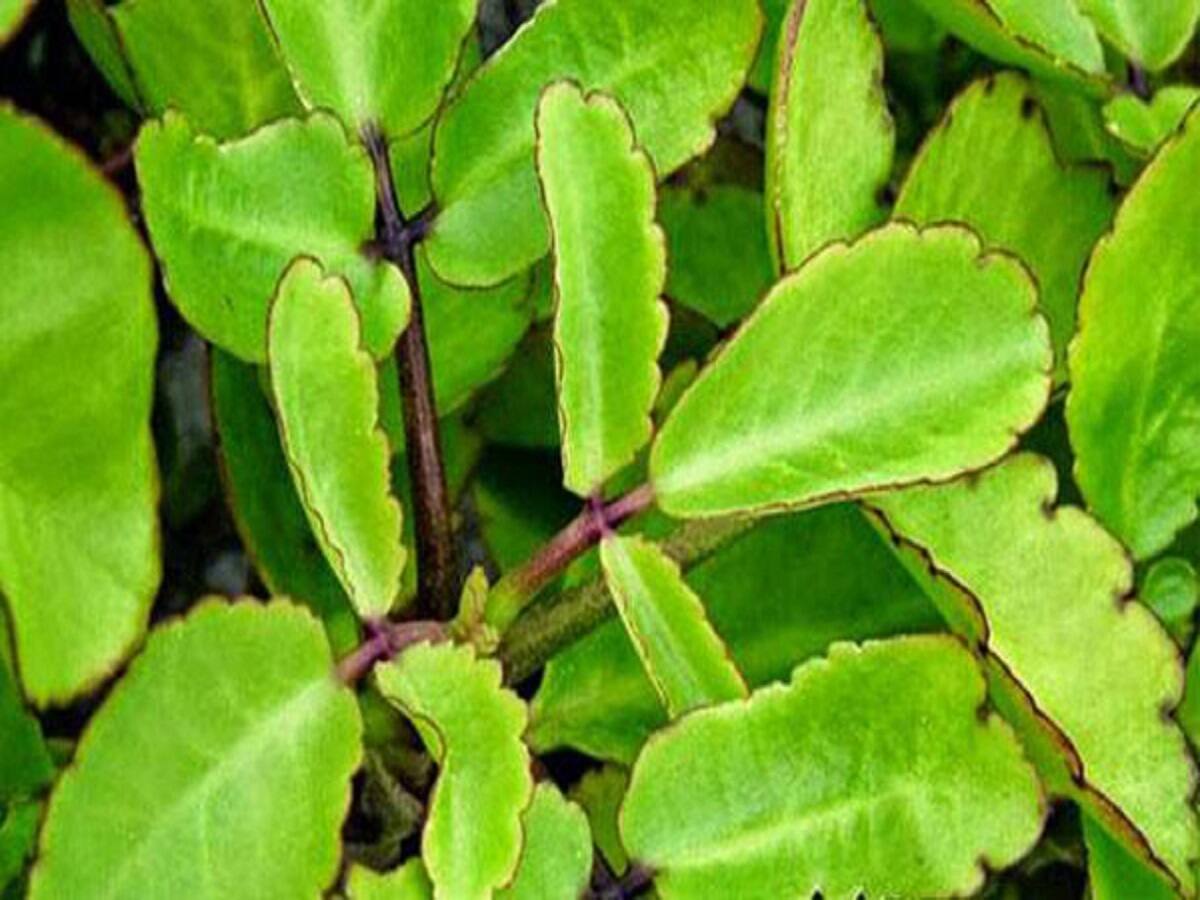 Patharkuchi Health Benefits পাইলস-লিউকোরিয়ার কষ্ট দূর করতে পাথরকুচি ...