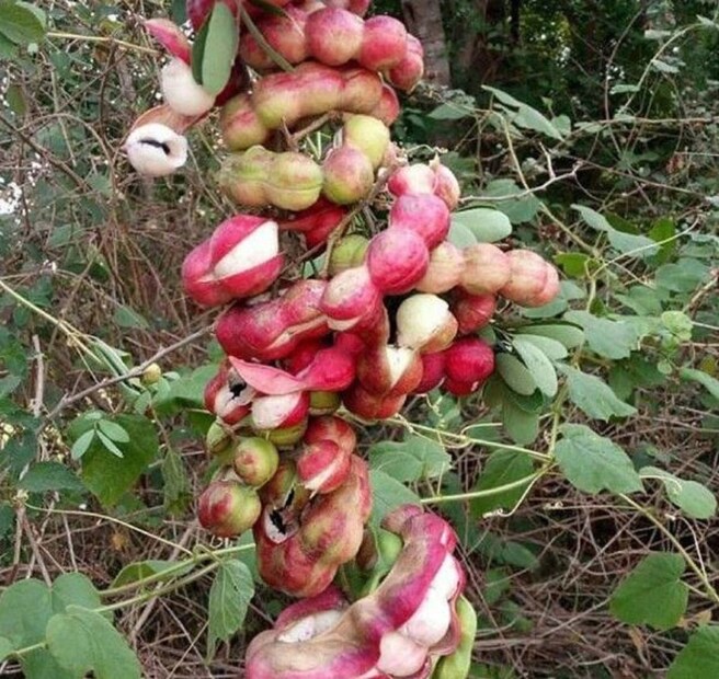 শিবগড় আয়ুর্বেদিক হাসপাতালের ডা. স্মিতা শ্রীবাস্তব আমাদের জানিয়েছেন যে, বন্য জলেবিতে এমন অনেক উপাদান পাওয়া যায় যা আমাদের স্বাস্থ্যের জন্য খুব কার্যকরী।