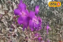 অযত্নে ফুটে থাকা এই ফুলের গন্ধেই দূর হবে মনের বিষন্নতা, আসবে শান্তি