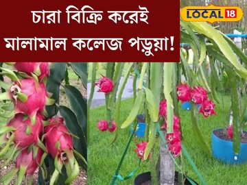 ফল