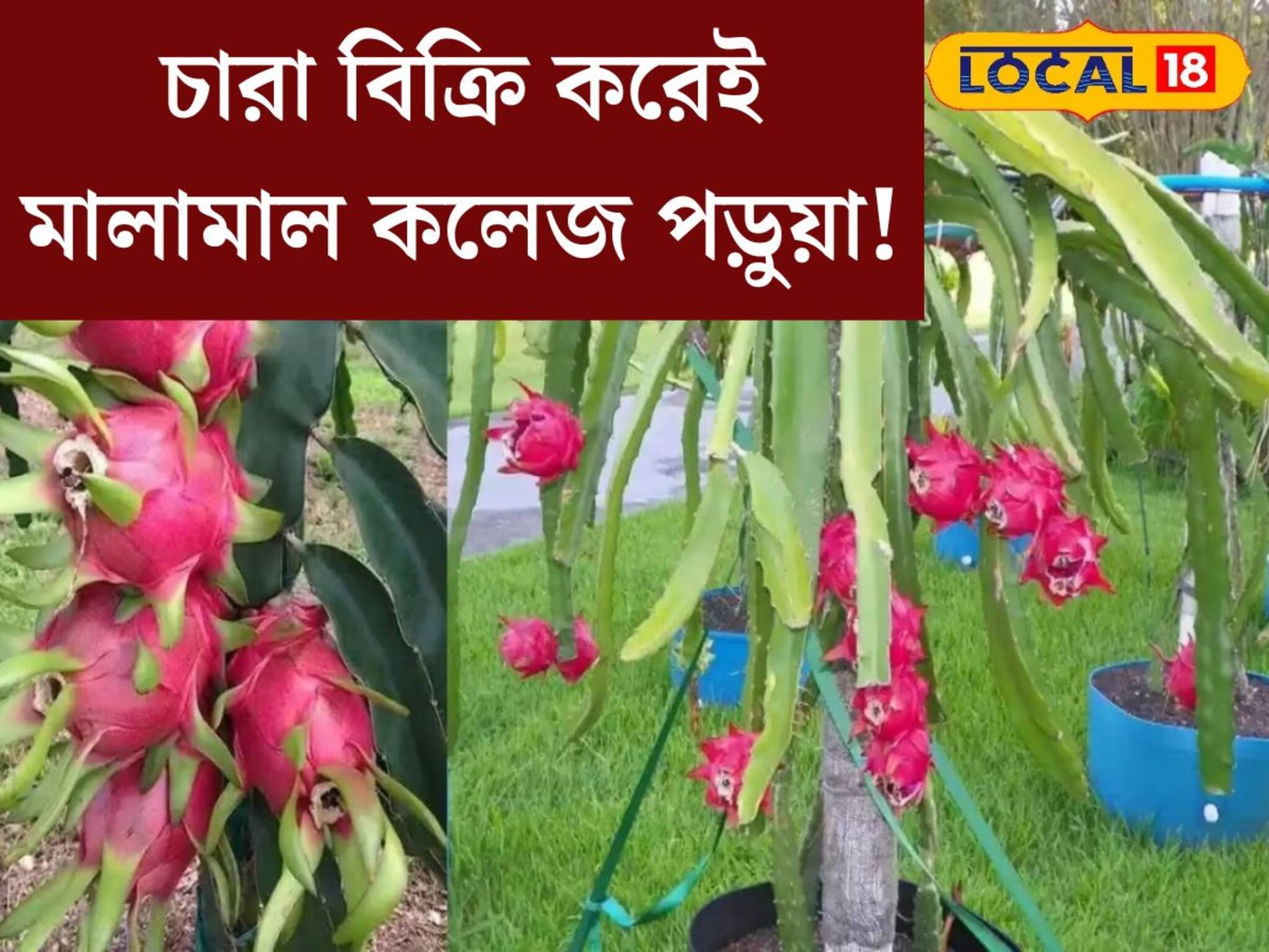 ফল নয়, এই গাছের চারা বিক্রি করেই মালামাল কলেজ পড়ুয়া! খুব সহজে চাষ করতে পারেন