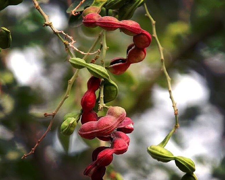 জলেবির নাম শুনলেই আমাদের মিষ্টির কথা মনে হয়। তবে মিষ্টির পাশাপাশি জলেবি নামে একটি ফলও রয়েছে। এটি দেখতে গোলাকার, স্বাদে মিষ্টি। এটি খেতে যেমন সুস্বাদু, তেমনই আমাদের স্বাস্থ্যের জন্য খুবই উপকারী।