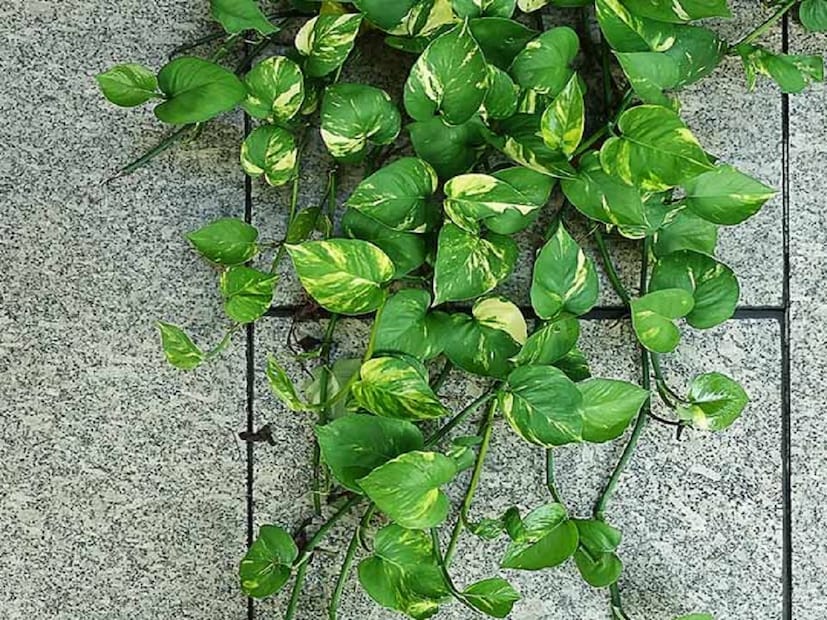 আজকাল প্রায় সব বাড়িতেই মানি প্ল্যান্ট দেখা যায়। এটি শুধু দেখতে সুন্দরই নয়, চমৎকার এয়ার পিউরিফায়ারও বটে। জ্যোতিষশাস্ত্রেও একে বিশেষ স্বীকৃতি দেওয়া হয়েছে। বাড়ি বা অফিসের যে কোনও জায়গায় এই গাছ লাগানো যায়।