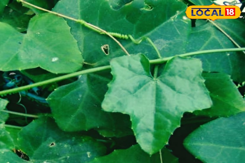 আয়ুর্বেদিক চিকিৎসক বিশ্বজিৎ সরকার জানান, তেলাকুচা অনন্য গুণাবলী সমৃদ্ধ এক প্রকারের ভেষজ উদ্ভিদ। গাছটির ভেষজ ব্যবহারের জন্য এর পাতা, লতা, মূল ও ফল ব্যবহার করা হয়।