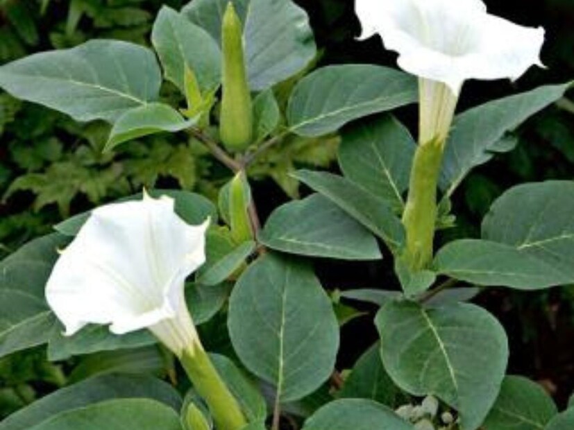 চিকিৎসক অমিত ভার্মা জানান, ধুতুরা গাছের অনেক ঔষধি গুণ রয়েছে। তবে এর বীজ, ফল এবং পাতায় কিছু বিষাক্ত পদার্থও রয়েছে।