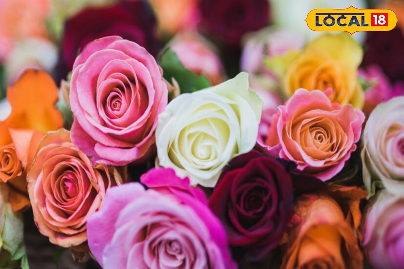 প্রপোজ ডে (Propose Day) তবে শুধু গোলাপ দিলেই চলবে না। মনের ভাব প্রিয় মানুষের কাছে পৌঁছতে হবে। তাঁর জন্য ৮ ই ফেব্রুয়ারি প্রপোজ ডে হিসাবে পালিত হয়। এদিন মনের মানুষকে নিজের মনের কথা খুলে বলুন।