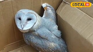 বিশাল আকৃতির লক্ষ্মীপেঁচা 