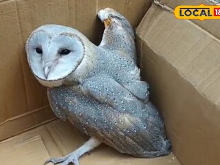 বিশাল আকৃতির লক্ষ্মীপেঁচা 