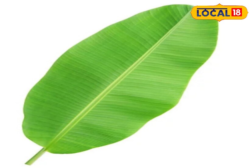 কলাপাতায় আছে ব্যাকটেরিয়া প্রতিরোধকারী বেশ কিছু উপাদান। আবহাওয়া বদলের সময়ে আচমকা ঠান্ডা লাগা কিংবা সর্দি হওয়ার ঝুঁকি লেগেই থাকে। কলা পাতার অ্যান্টি-ব্যাকটেরিয়াল উপাদান গলাব্যথা, সর্দি-কাশি কমাতে সাহায্য করে