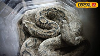 উদ্ধার হওয়া বিষধর চন্দ্রবোড়া সাপ