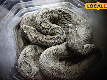 উদ্ধার হওয়া বিষধর চন্দ্রবোড়া সাপ উদ্ধার হওয়া বিষধর চন্দ্রবোড়া সাপ