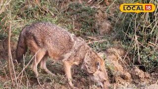 পাতিশিয়াল পাতিশিয়াল