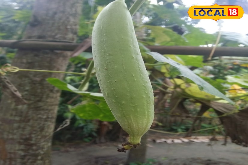এতে স্টার্চ ও কার্বোহাইড্রেট কম থাকে এবং ফাইবার ও পানির পরিমাণ বেশি থাকে। তাই এটি স্বল্প ফ্যাটযুক্ত খাবার হিসেবে বিবেচিত হয়। অল্প সময়ের মধ্যেই শরীরের ওজনকে নিয়ন্ত্রণ আনে