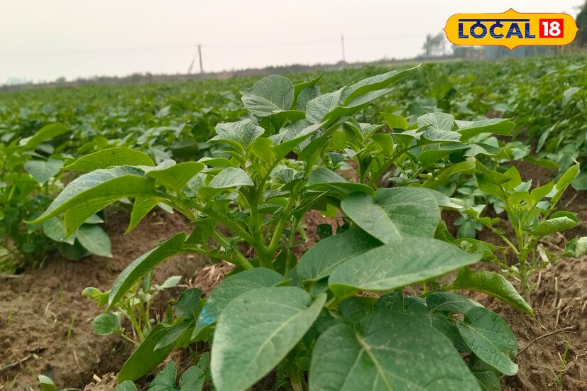 অসময়ের মেঘলা আকাশ আবার চিন্তায় ফেলেছে আলু চাষিদের। বৃষ্টি হলে আলু চাষে ব্যাপক ক্ষতির আশঙ্কা করছেন কৃষকরা।