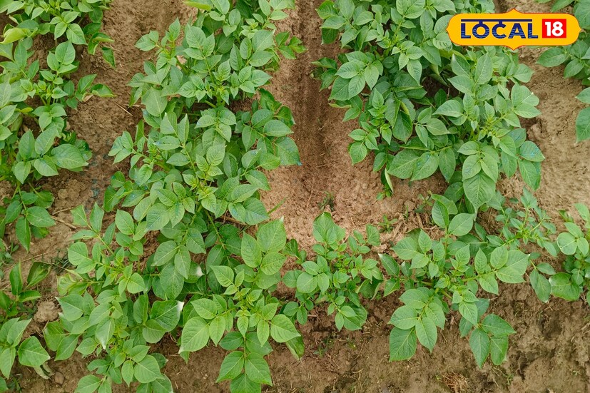 এই অসময়ে বৃষ্টি হলে কীভাবে আলুকে রক্ষা করবেন? কী পদ্ধতি অবলম্বন করতে হবে? এই বিষয়ে জানিয়েছেন আলু চাষি দশরথ মাঝি।