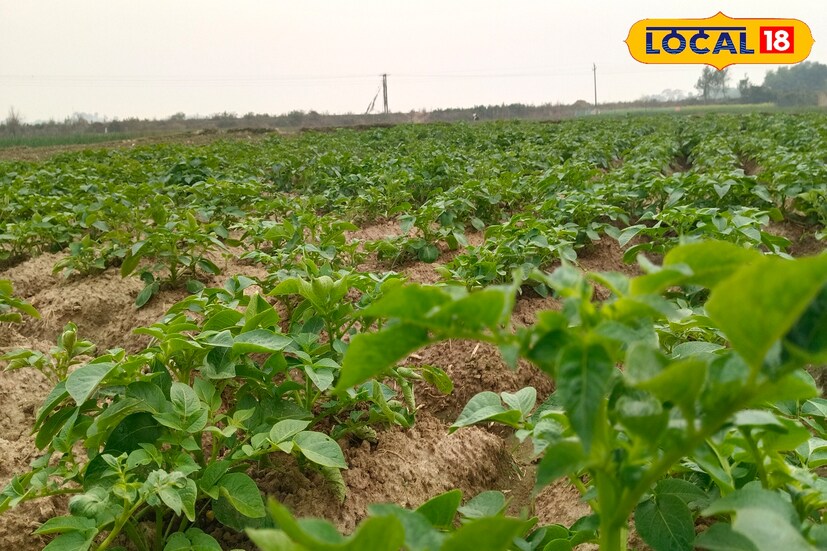 দশরথবাবু জানান, এই সময় বৃষ্টি হলে গাছে ধসা রোগ দেখা দিতে পারে। এমন হলে অবশ্যই ধসা রোগ নিয়ন্ত্রণের জন্য জমিতে কীটনাশক স্প্রে করতে হবে। আক্রান্ত জমিতে ডাইমিথোমর্ফ ৯ শতাংশ এবং মাইকোজেব ৬০ শতাংশ মিশিয়ে লিটার প্রতি তিন গ্রাম করে গুলে স্প্রে করতে হবে।