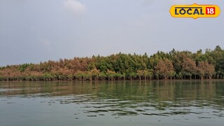 সুন্দরবন সুন্দরবন