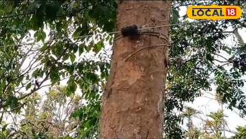 ফেন্সিং