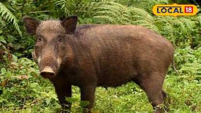 বুনো শূকর বুনো শূকর