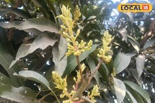 এই পদ্ধতিতে পরিচর্যা করলে গাছ ভরে যাবে আমে