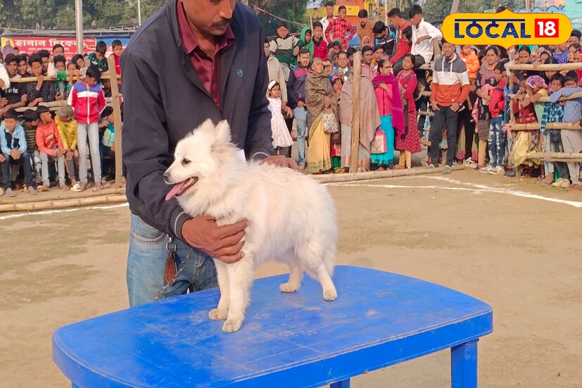 ছোট প্রজাতির কুকুর হলেও তার প্রাথমিক শিক্ষার দিকে নজর দিন। সম্ভব হলে ট্রেনার রাখুন। পাশাপাশি আপনার প্রিয় পোষ্যের স্বাস্থ্যের দিকে নজর দিন। তার দৈনন্দিন চলাচলায় কোনও পরিবর্তন হলে চিকিৎসকের সঙ্গে কথা বলুন।