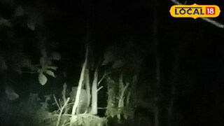 বুনো হাতি