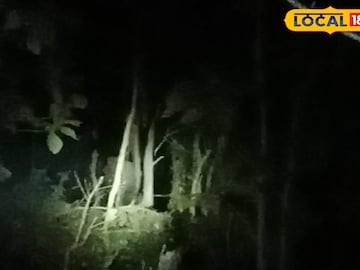 বুনো হাতি