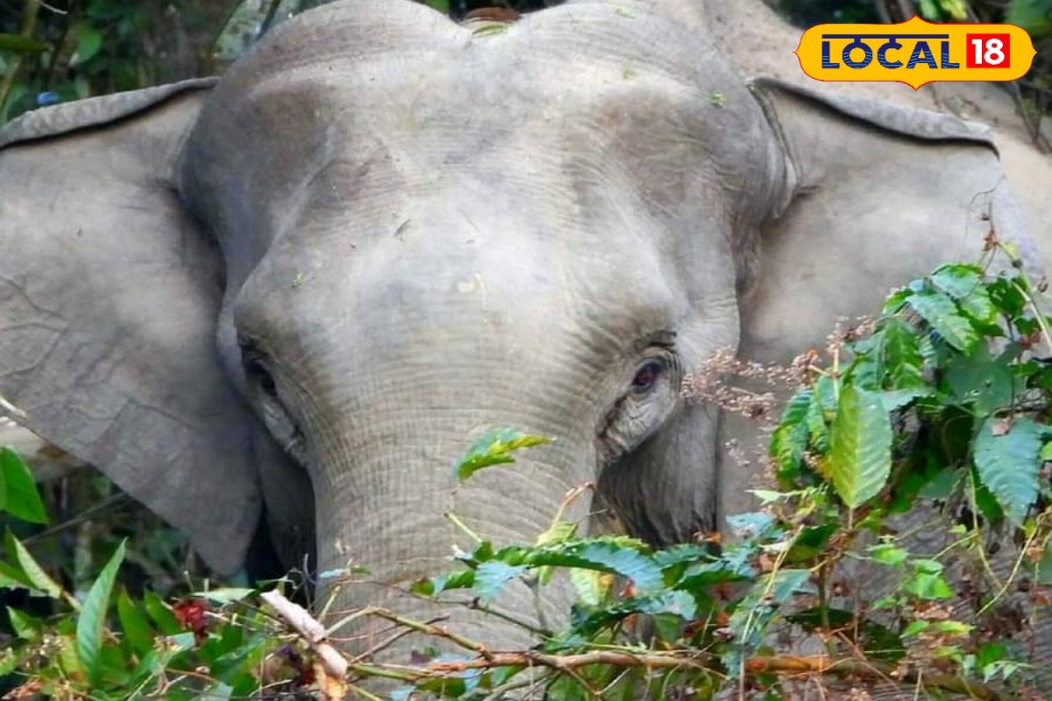 রান্নার জন্য জঙ্গলে কাঠ কুড়োতে গিয়েছিলেন, হাতি শুঁড়ে জড়িয়ে সপাটে আছাড় মারল