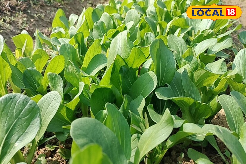  কাঁচা অবস্থায় খাওয়া হয়। শাক হিসেবেও খাওয়া যায় বিদেশি এই সবজি। পুষ্টিগুনে ভরপুর এই বিদেশি সবজি এখন বাংলায় চাষ হচ্ছে। পুষ্টিগুণ থাকায় দেশীয় অন্যান্য সবজির তুলনায় বেশি দামে বিক্রি হচ্ছে বিদেশি এই সবজি।