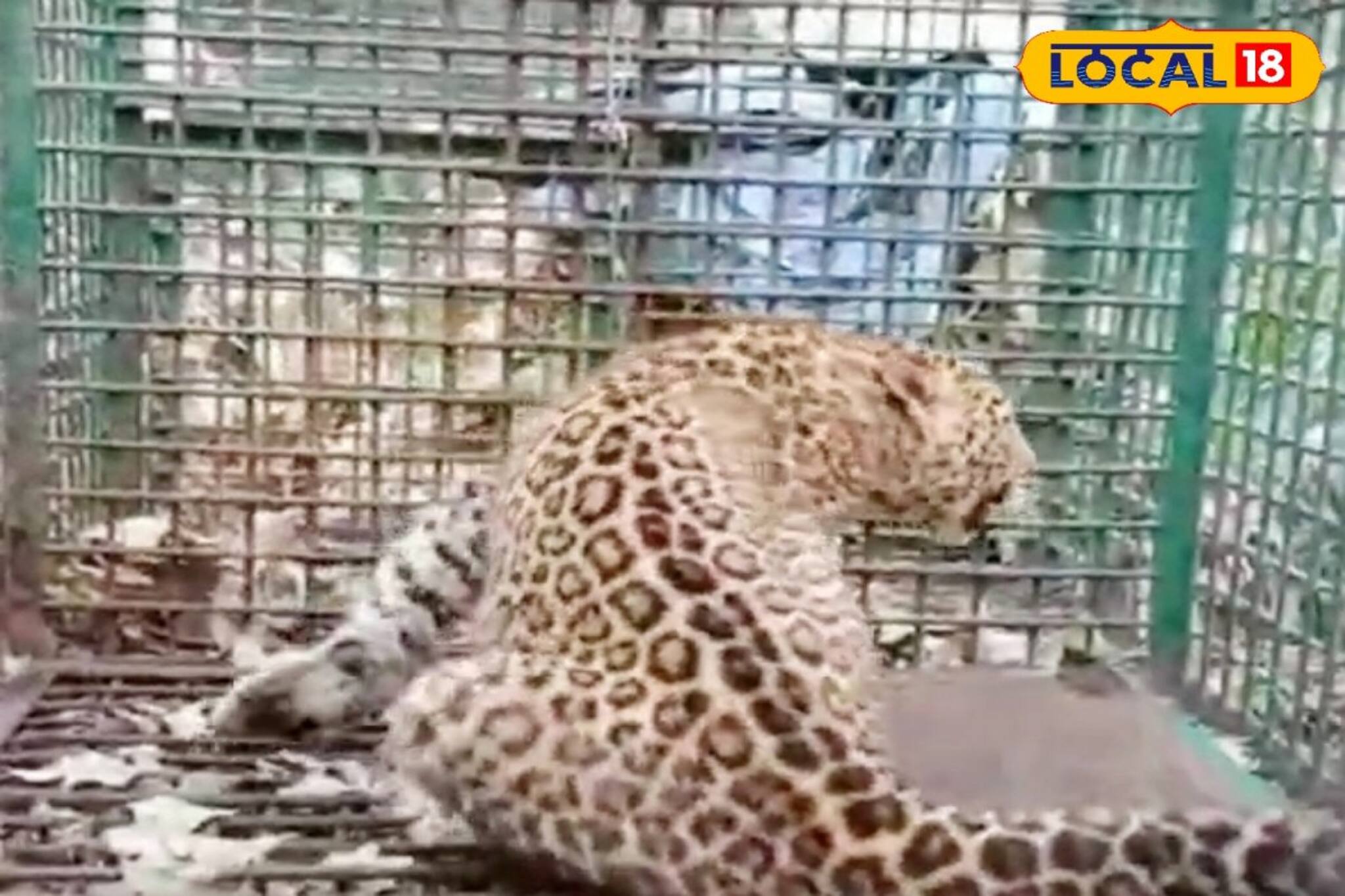 একের পর এক চিতাবাঘ, পটাপট ধরা পড়ছে পাতা ফাঁদে