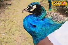 গুলতি দিয়ে শিকারের চেষ্টা, মারাত্মক অবস্থা জাতীয় পাখির
