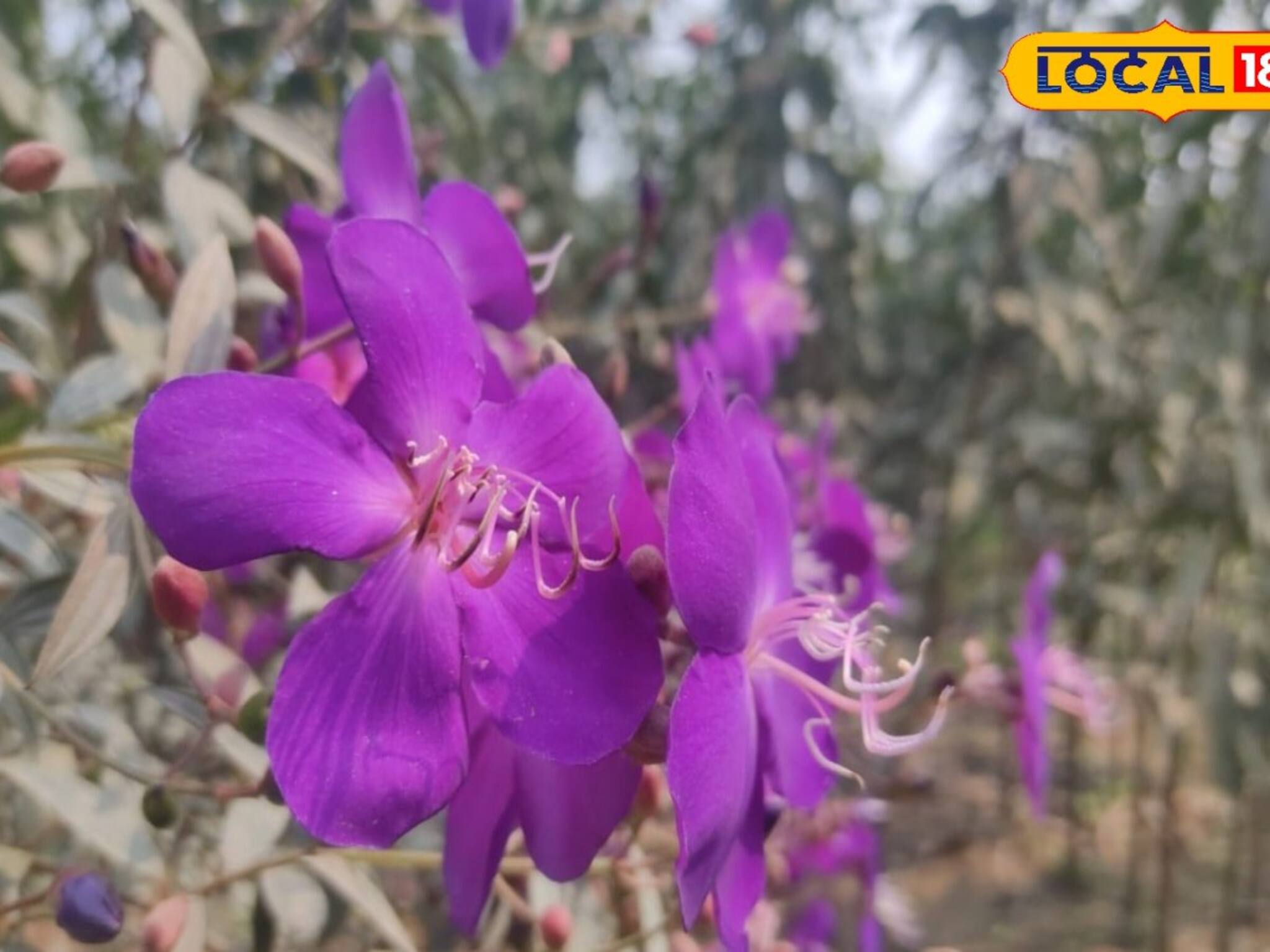 নিমেষেই দুঃখ হবে গায়েব! বাড়িতে এই গাছ রাখলেই আসবে সুখ-শান্তি, দারুণ কাজের জিনিস